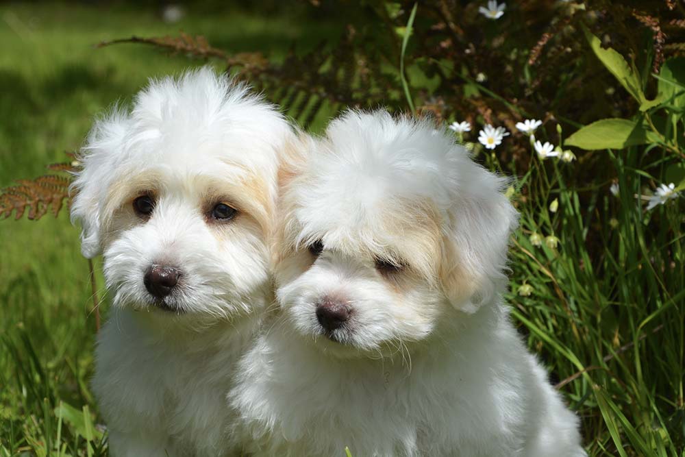 Two white puppies