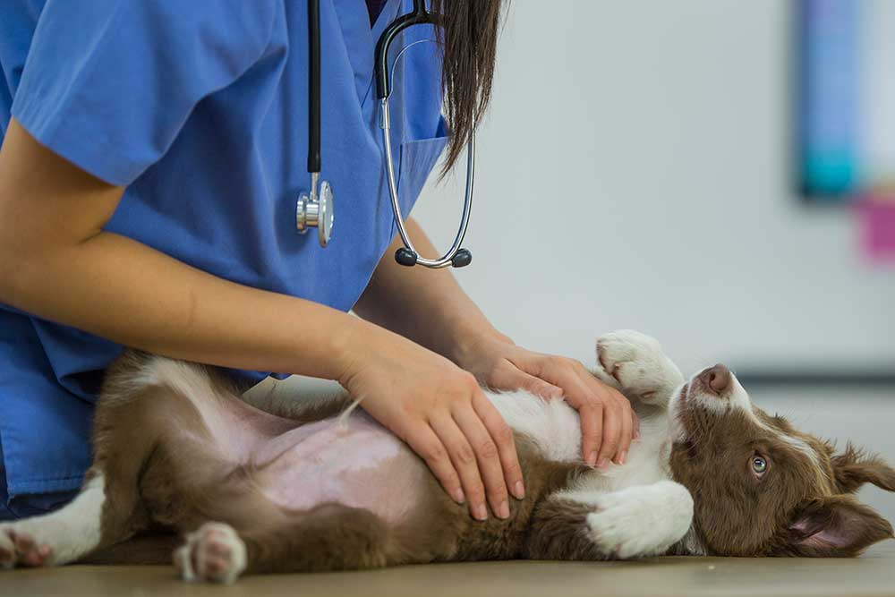 vet giving pet wellness exam